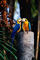 Blue and yellow macaws pair {Ara ararauna} Tambopata reserve, Peru, South America