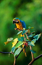 Blue and yellow macaw {Ara ararauna} Tambopata reserve, Peru