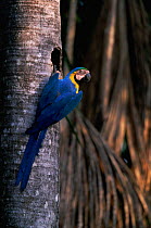 Blue and yellow macaw at nesthole {Ara ararauna} Tambopata reserve, Peru