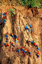 Scarlet macaws, Blue and yellow macaws & Red and green macaws on clay lick cliffs {Ara sp} Tambopata NR, Peru
