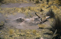 Vicuna (Lama vicugna) rolling in dust on the ground, Pampa Galeras National Reserve, Peru