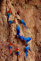 Scarlet macaws {Ara macao} and Blue and yellow macaws {Ara ararauna} on clay lick. Tambopata, Peru