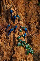 Mealy amazon parrots {Amazona farinosa}and Blue and yellow macaws {Ara ararauna} on clay lick, Tambopata reserve, Peru