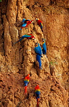 Green winged macaws, Blue and yellow macaws and Scarlet macaws on clay lick. Tambopata , Peru