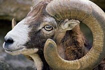 Mouflon male {Ovis musimon} Germany, captive