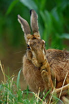 European / Brown hare grooming foot {Lepus europaeus} Germany