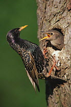 Common starling and chick at nest hole {Sturnus vulgaris} Germany