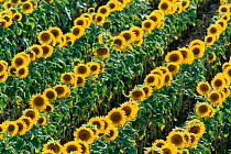 Field of Sunflowers growing in rows {Helianthus annuus} Austria