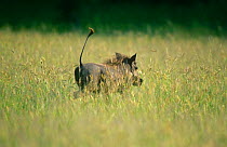 Warthog {Phacochoerus aethiopicus} running with tail up, Botswana