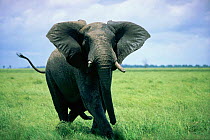 African elephant male in musth charging {Loxodonta africana} Botswana