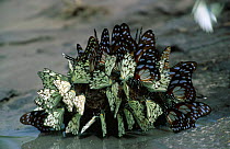 Butterflies {Lepidoptera} on African elephant dung, Botswana, Southern Africa