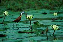 African jacana walking on lily pads {Actophilornis africana} Botswana