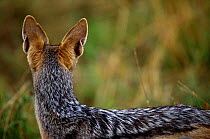 Black backed jackal rear view of back and ears {Canis mesomelas} Masai Mara, Kenya East-Africa