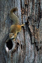 Smiths bush squirrel climbing {Paraxerus cepapi} Botswana