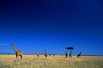 Masai Mara landscape with giraffes and Acacia trees, Kenya, East Africa