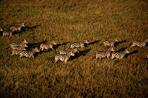 Aerial of Common zebra herd on the move {Equus quagga} Masai Mara Kenya East Africa