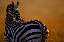 Common zebra {Equus quagga} Masai Mara, Kenya East-Africa