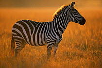 Common zebra {Equus quagga} Masai Mara, Kenya, East Africa