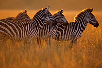 Common zebras {Equus quagga} Masai Mara, Kenya East Africa
