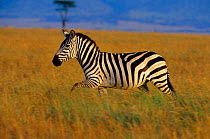 Common zebra running {Equus quagga} Masai Mara, Kenya East Africa.