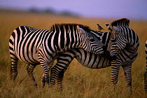 Common zebras greeting {Equus quagga} Masai Mara, Kenya East Africa
