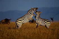 Common zebras play fighting {Equus quagga} Masai Mara, Kenya East-Africa