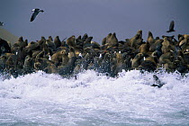 South American / Patagonian sealions on coast {Otaria flavescens}  Paracas NP, Peru