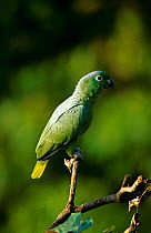 Mealy amazon parrot {Amazona farinosa} Tambopata reserve, Peru