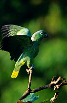 Mealy amazon parrot {Amazona farinosa} Tambopata reserve, Peru