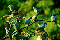 Mealy amazon parrots {Amazona farinosa} Tambopata reserve, Peru