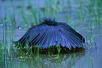 Black heron fishing under shade of its wings {Egretta ardesiaca} Botswana. Fish are attracted to shaded areas because they are less conspicuous to most predators.