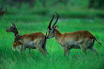 Lechwe male sniffing female to check if she is in oestrus {Kobus leche} Botswana