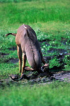 Greater kudu male rubs mud on horn to attract female Botswana {Tragelaphus strepsiceros}