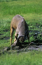 Greater kudu {Tragelaphus strepsiceros} male rubbing mud onto horn to attract female, Botswana