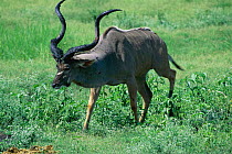 Greater kudu male with mud on horn to attract female Botswana {Tragelaphus strepsiceros}