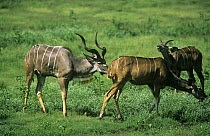 Greater kudu {Tragelaphus strepsiceros} male sniffing female to check if she is in oestrus,  second male in background showing flehmen response, Botswana