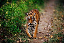 Tigress walking along track {Panthera tigris tigris} Ranthambhore NP, Rajasthan, India