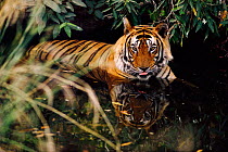 Tiger cooling down in water {Panthera tigris tigris} Ranthambhore NP, Rajasthan India