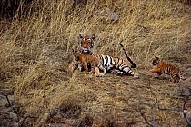 Tigress with cubs playing with her tail {Panthera tigris tigris} Ranthambore NP, Rajasthan, India. Noorjahan with 2 of 3 cubs.