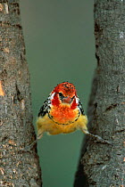 Red and yellow barbet 'doing the splits'. Tarangire NP, Tanzania {Trachyphonus erythrocephalus}