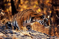 Tigress concentrating on prey {Panthera tigris tigris} Ranthambhore NP, Rajasthan India. Noorjahan