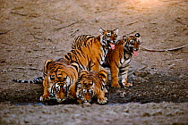 Tigress and three cubs drinking {Panthera tigris tigris} two are scenting air with tongues. Ranthambhore NP Rajasthan India.