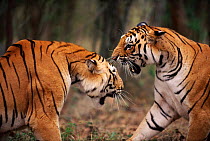 Subadult tigers fighting and snarling {Panthera tigris tigris} Ranthambhore NP, Rajasthan India