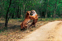 Male Bengal tigers fighting by road track {Panthera tigris tigris} Ranthambhore NP India Rajasthan