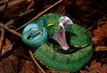 Two striped forest pit viper with young {Bothriopis bilineatus} Ecuador Amazon, South America