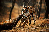 Bengal tiger female dragging chital prey {Panthera tigris tigris} Ranthambhore NP India Rajasthan. Noorjahan