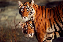 Tigress and cub portrait {Panthera tigris tigris} Ranthambhore NP Rajasthan India