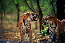 Male tigers snarling {Panthera tigris tigris} Ranthambhore NP India Rajasthan