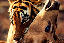 Bengal tiger suffocating chital {Panthera tigris tigris} Ranthambhore NP India Rajasthan. Noorjahan