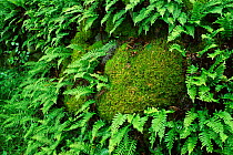 Common polypody fern {Polypodium vulgare} and moss, Slitere NP,  Latvia
